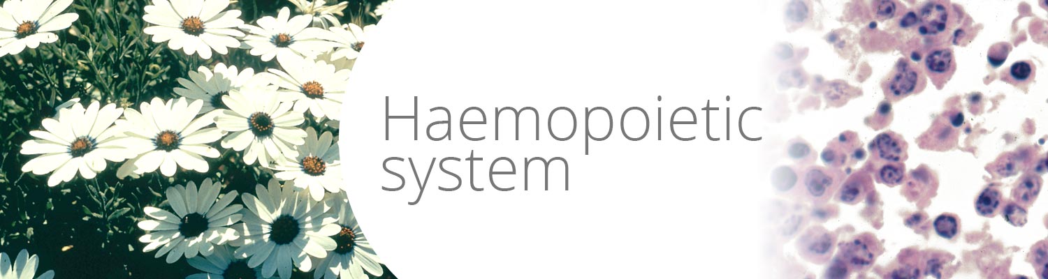 Haemopoietic system