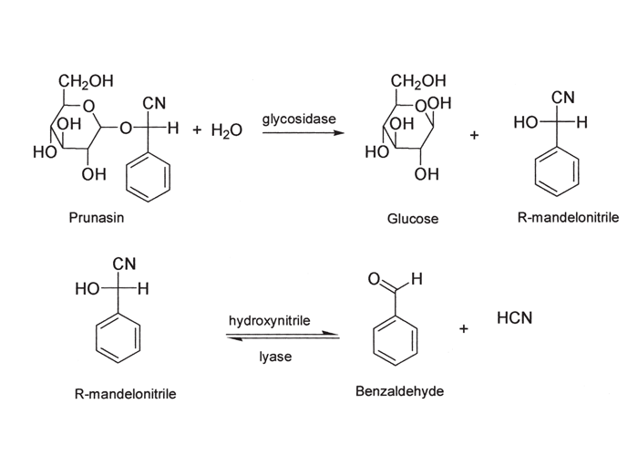 Haemopoietic system