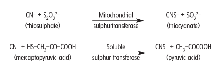 Haemopoietic system