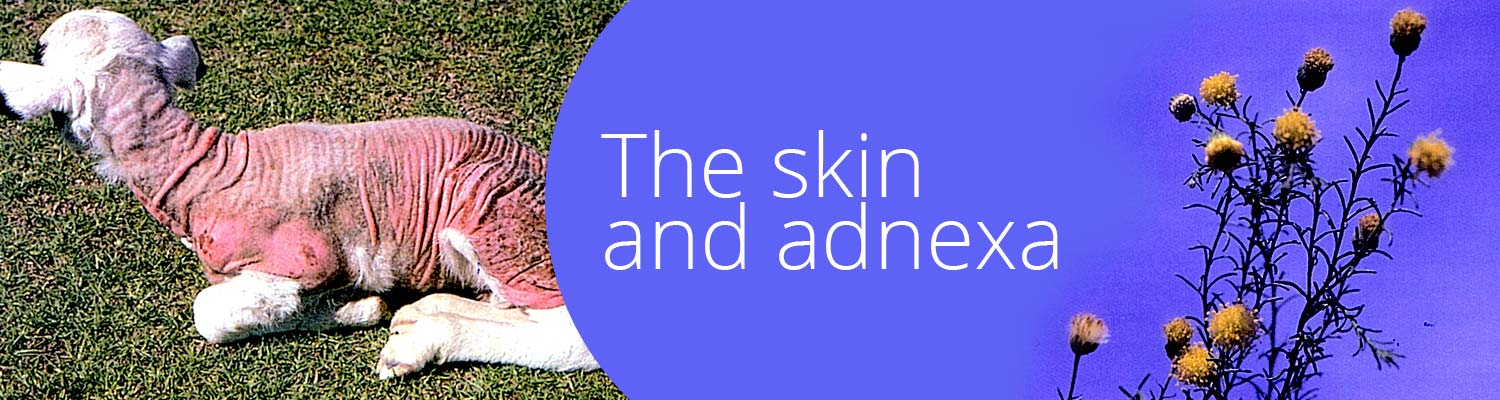 The skin and adnexa