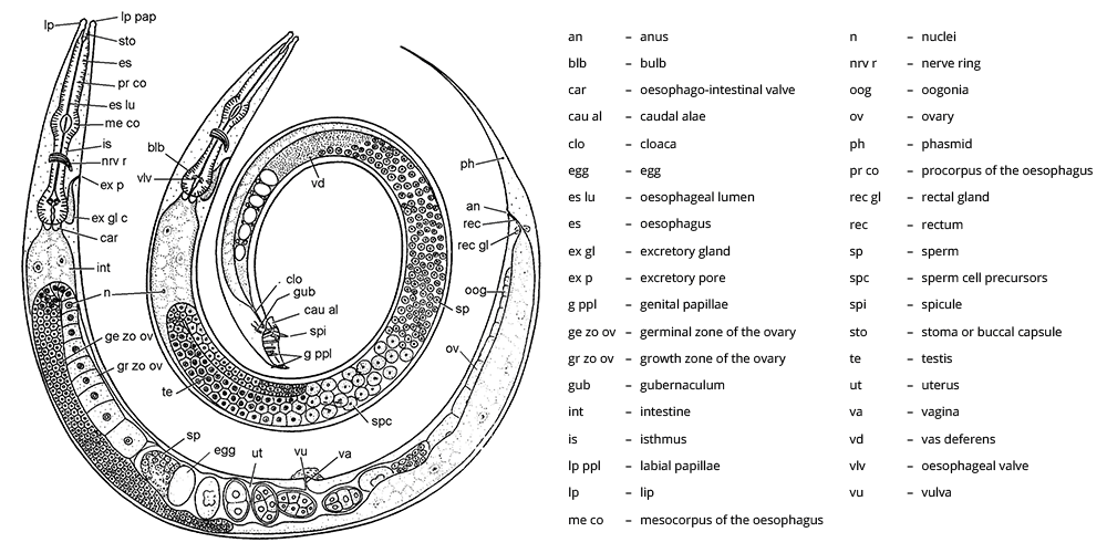 Helminthology