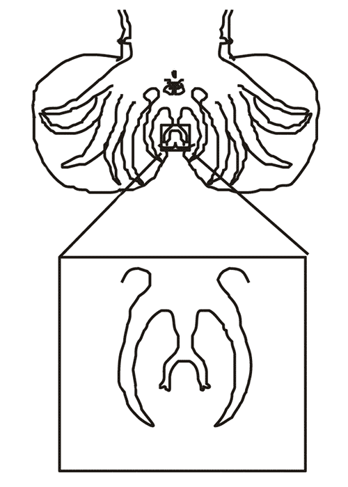 Helminthology