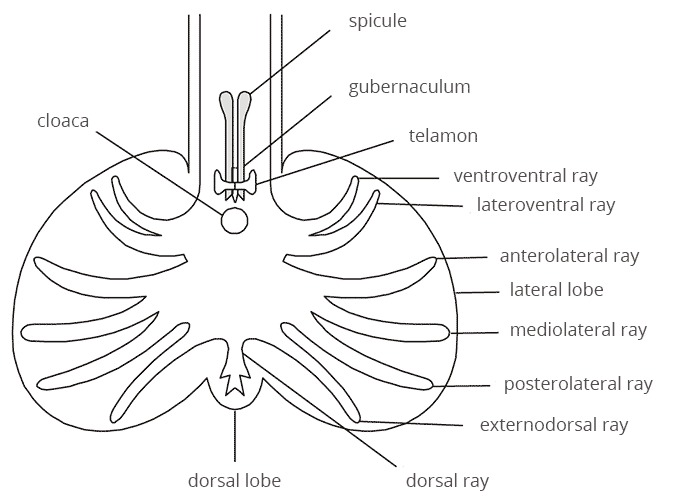 Helminthology