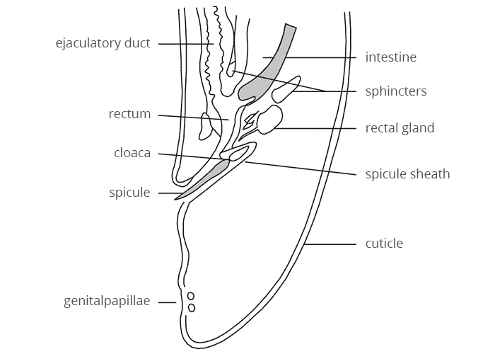 Helminthology