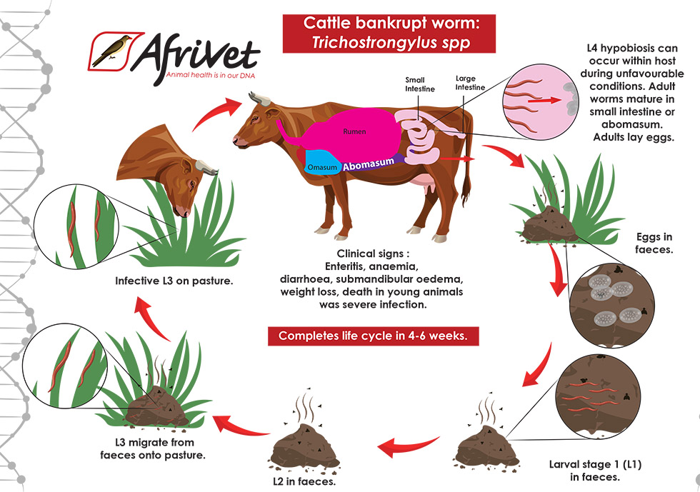 cattle Trichostrongyloidea
