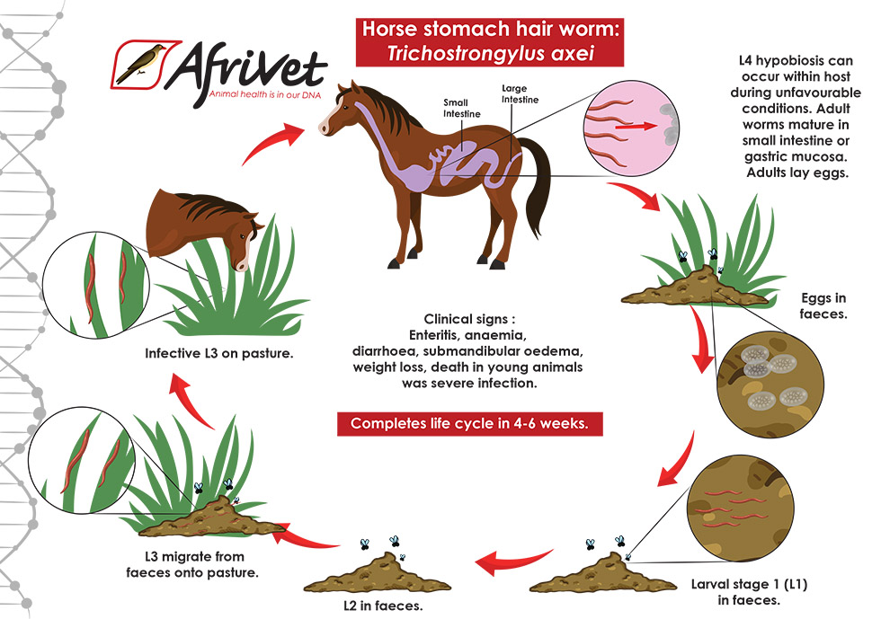 horse Trichostrongyloidea