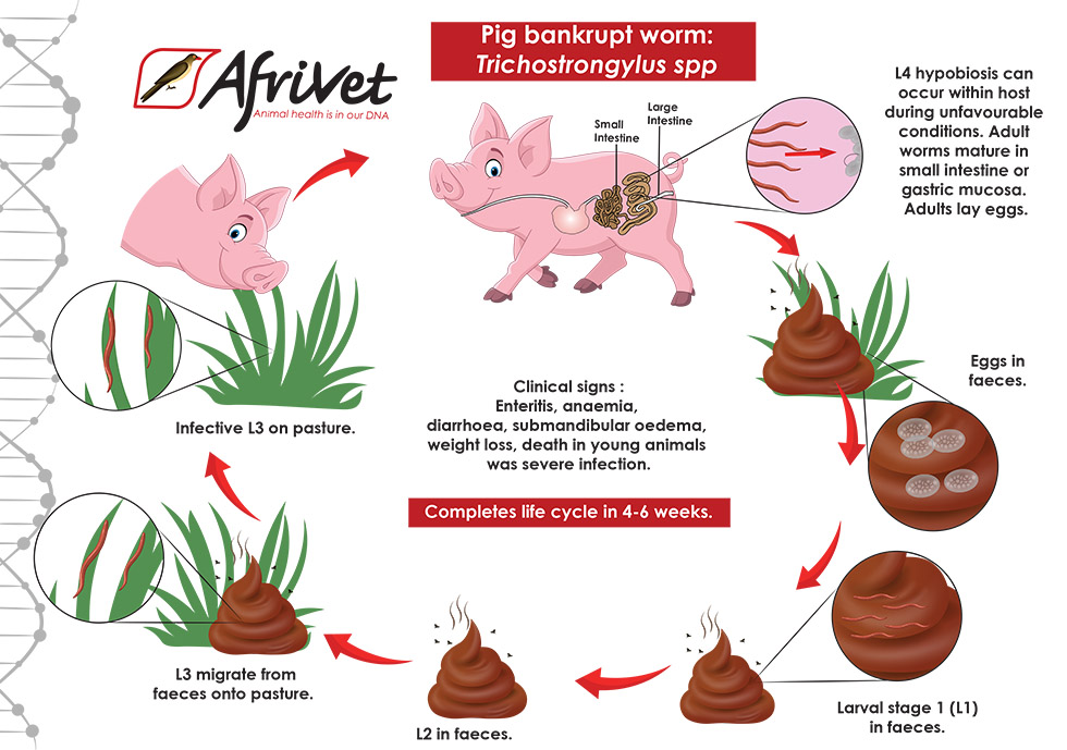 pig Trichostrongyloidea