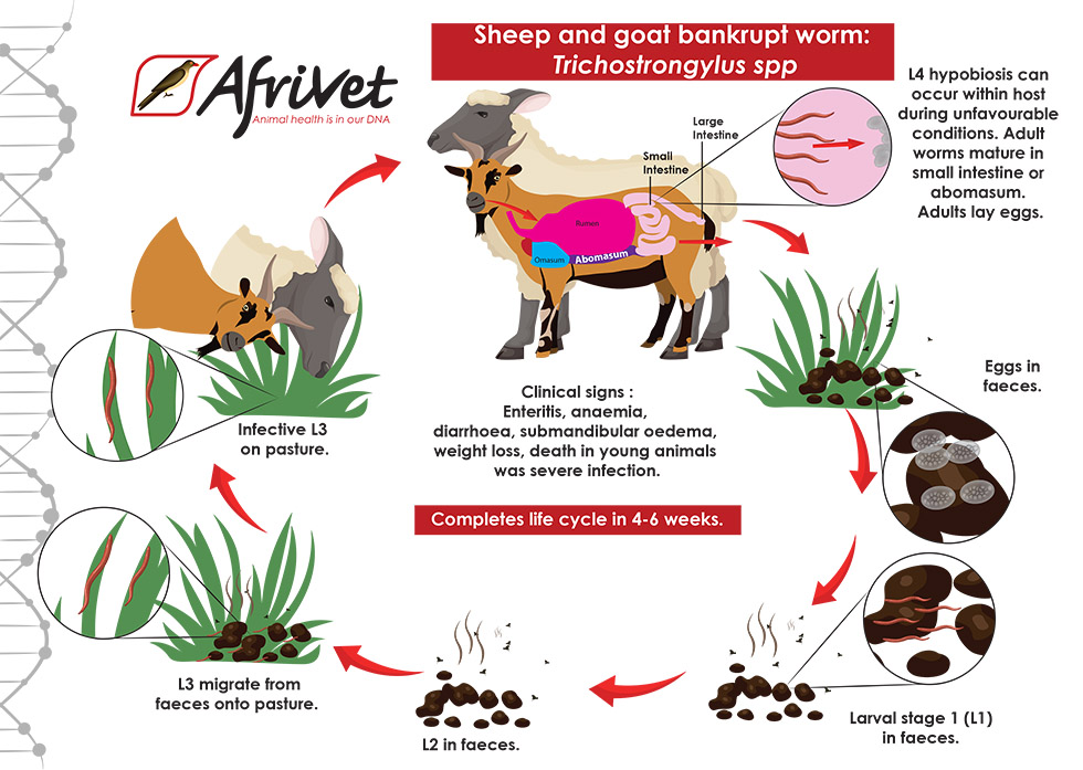 sheep Trichostrongyloidea