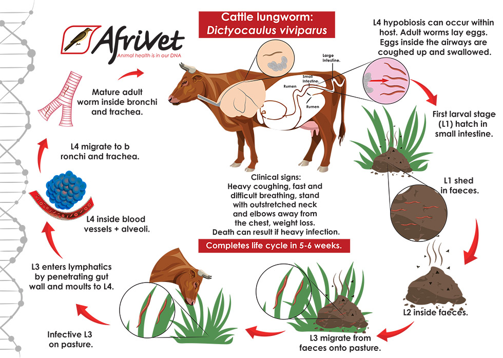 cattle lungworm
