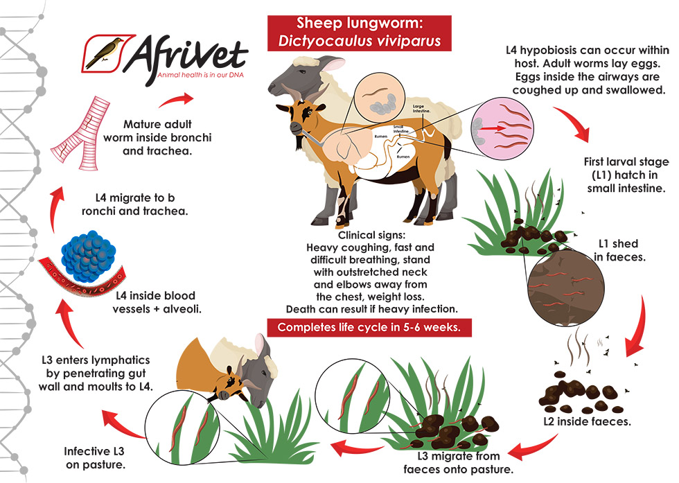 sheep lungworm