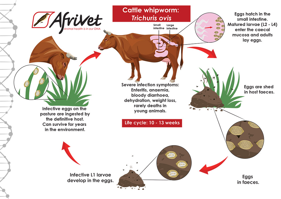 cattle whipworm
