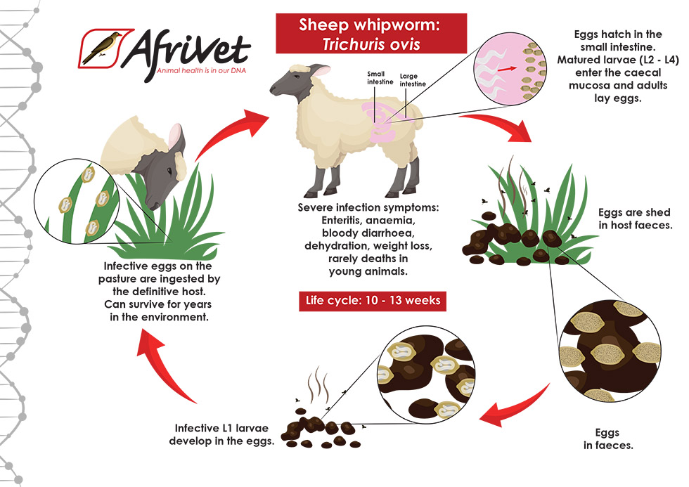 sheep whipworm