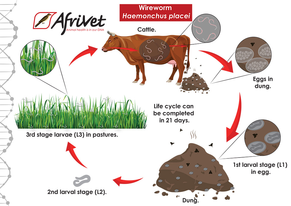 cattle wireworm