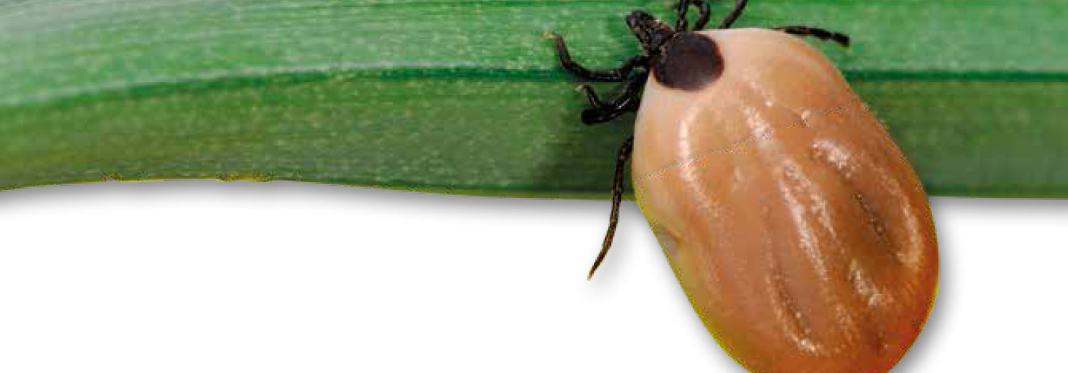 Bovine respiratory syncytial virus infection