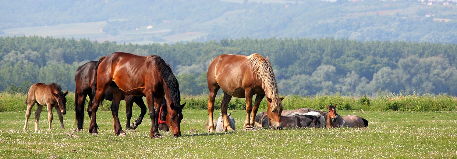 Lyme disease in livestock