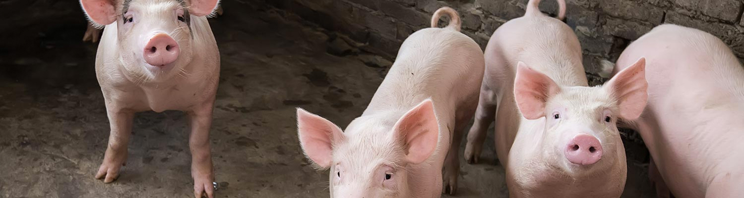Swine dysentery