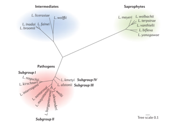Leptospirosis