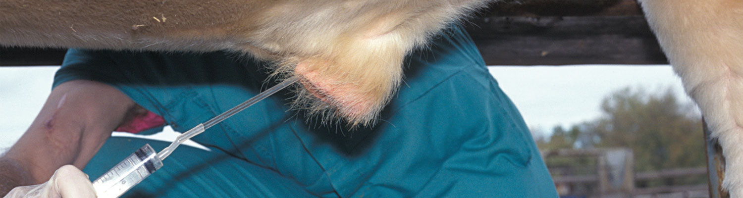 Genital campylobacteriosis in cattle