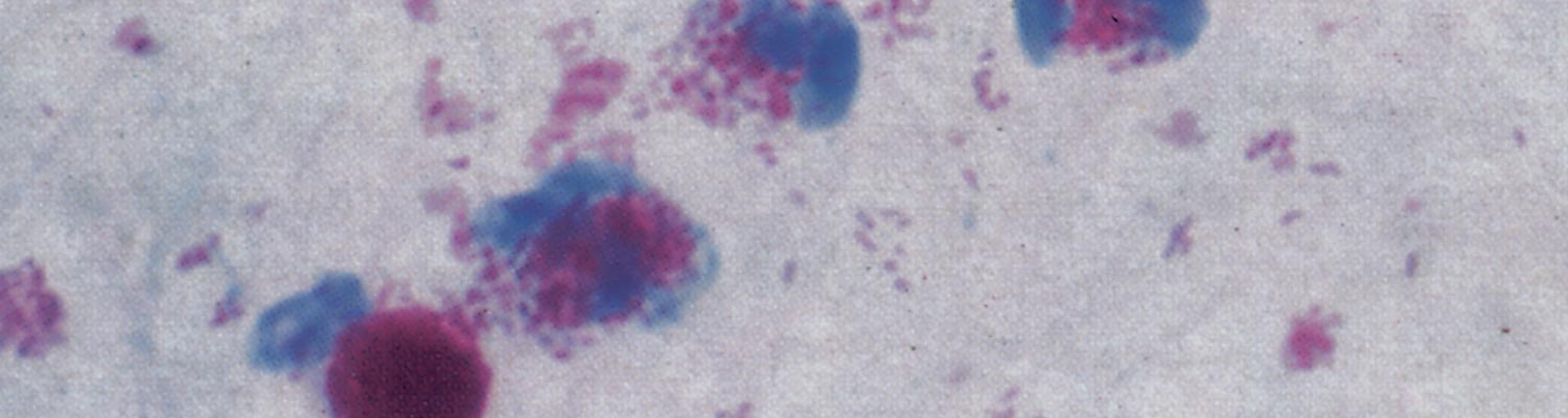 Brucella ovis infection