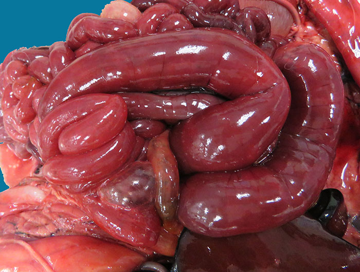 Distended and diffusely hyperaemic small intestine in a lamb with Clostridium perfringens type B enterotoxaemia