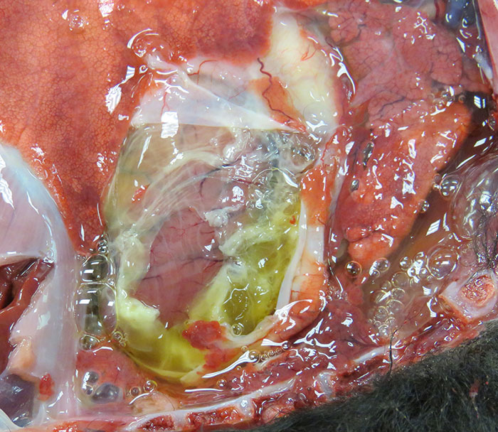 Hydropericardium with fibrin clots in a lamb with Clostridium perfringens type B enterotoxaemia
