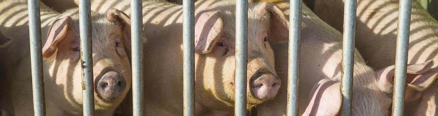 Mycoplasmal arthritis of pigs