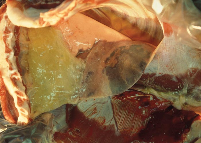 Contagious caprine pleuropneumonia