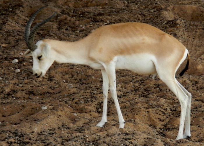 Contagious caprine pleuropneumonia