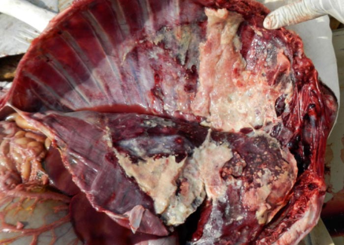 Contagious caprine pleuropneumonia