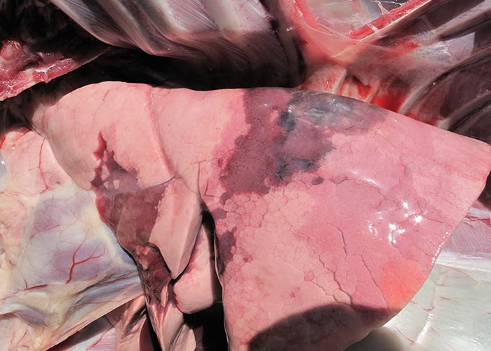 Contagious caprine pleuropneumonia