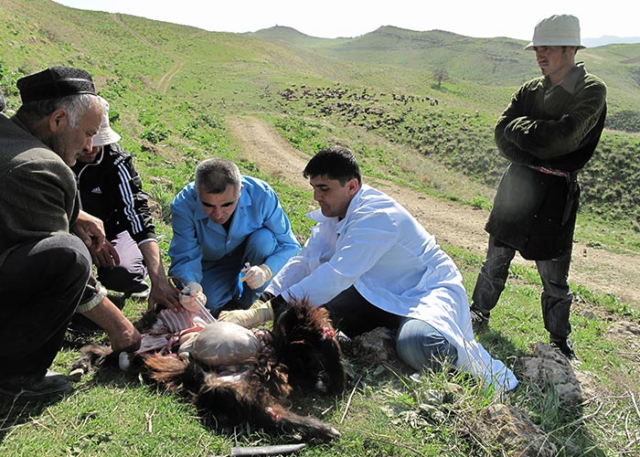 Contagious caprine pleuropneumonia