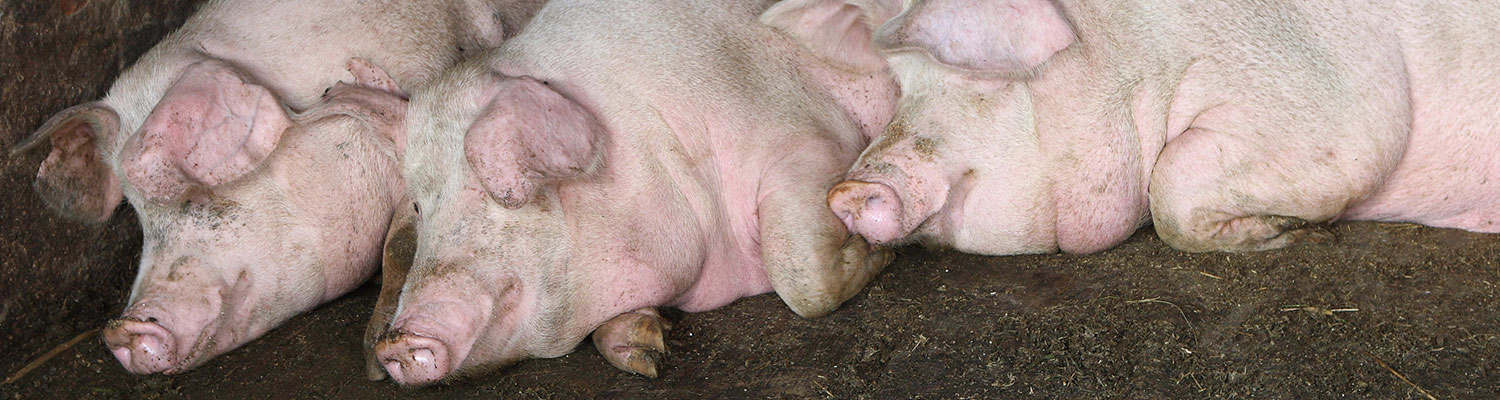 Mycoplasmal pneumonia of pigs