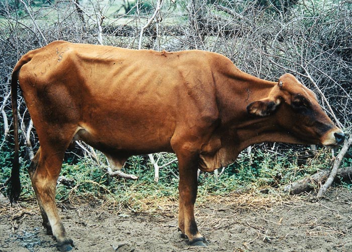 Contagious bovine pleuropneumonia