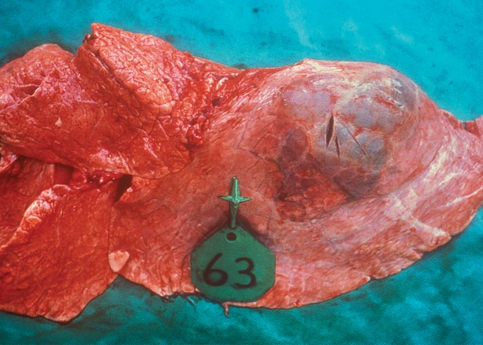 Contagious bovine pleuropneumonia