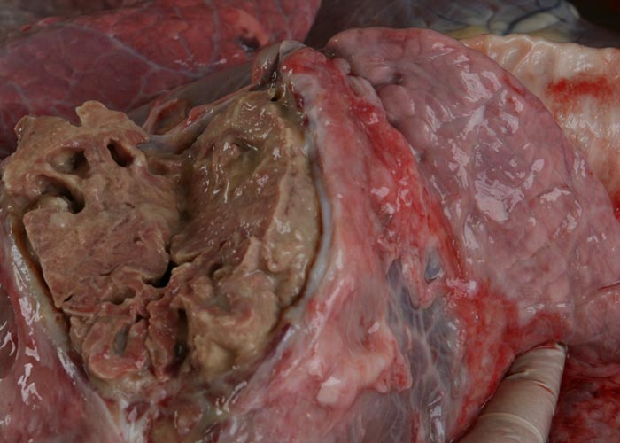 Contagious bovine pleuropneumonia