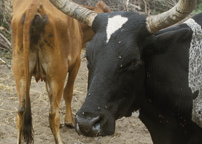 Contagious bovine pleuropneumonia