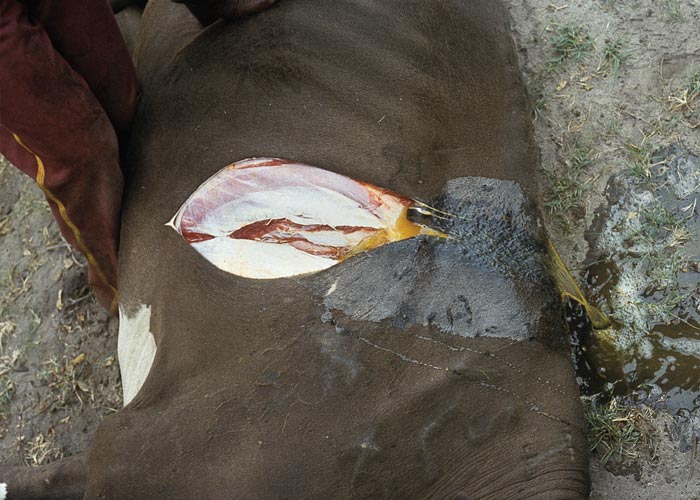 Contagious bovine pleuropneumonia