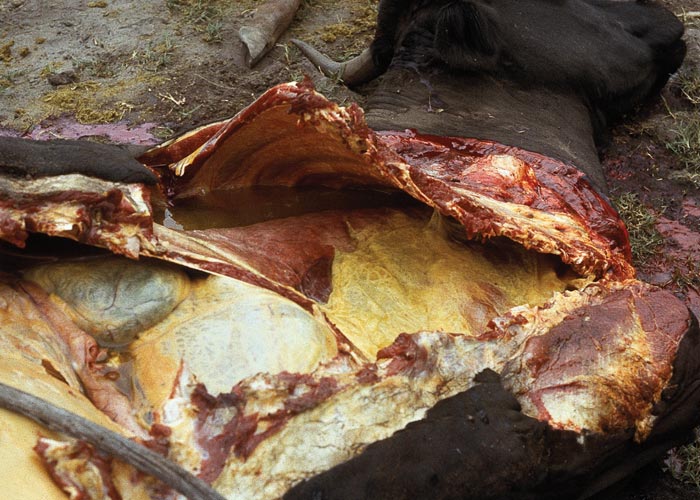 Contagious bovine pleuropneumonia