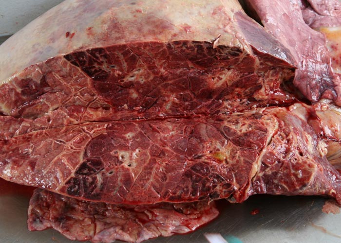 Contagious bovine pleuropneumonia