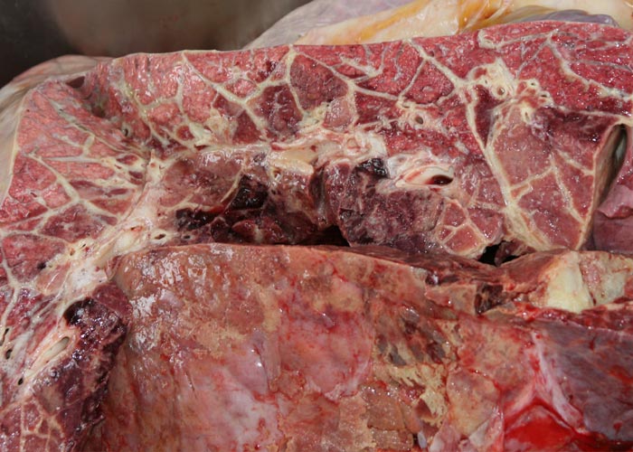 Contagious bovine pleuropneumonia