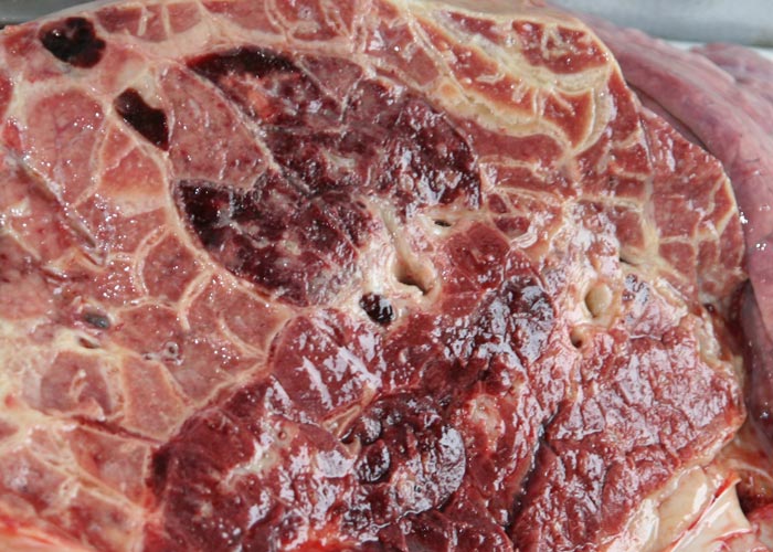 Contagious bovine pleuropneumonia