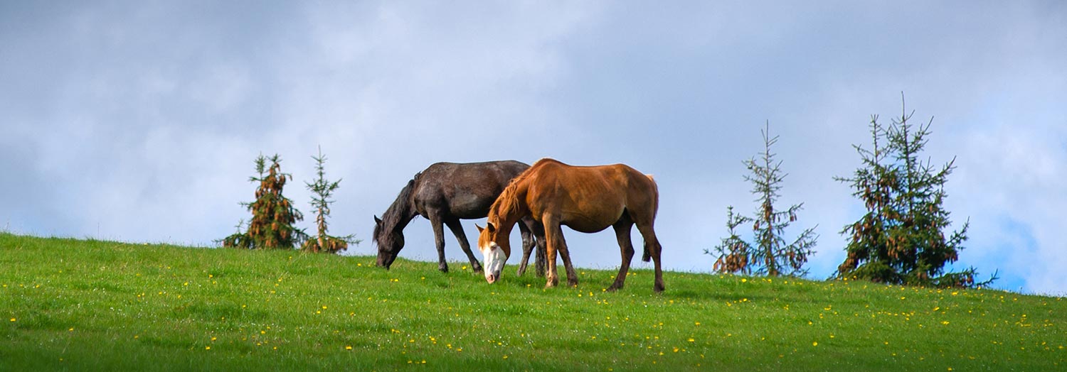 Contagious equine metritis